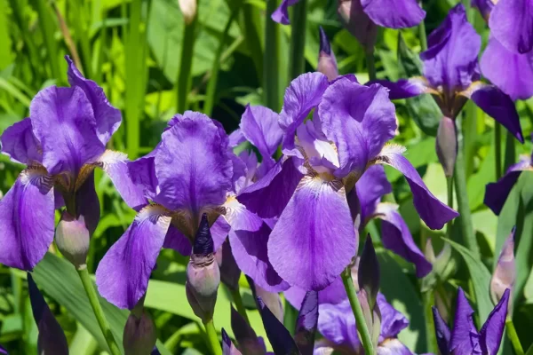 cultivar-lirio-t.jpg