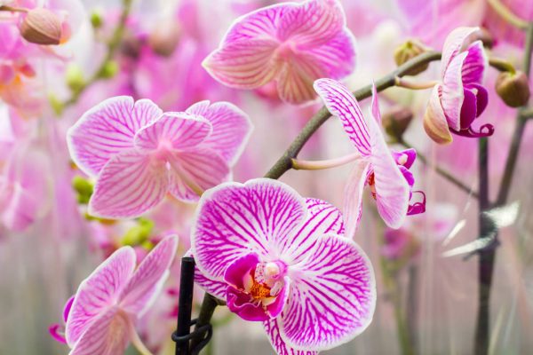 orquideas-riego-con-hielo_af763645_230517123913_1280x720