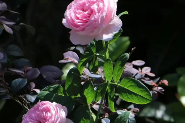 rosa-inglesa-cuidados-origen