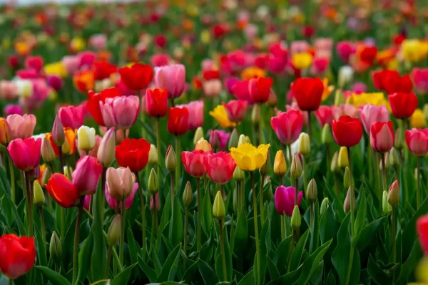 tulipanes_98